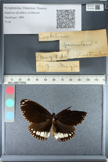 Media type: image;   Entomology 160564